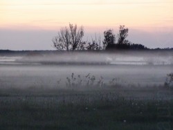 Moor im Nebel