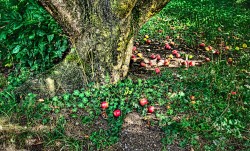 apfelbaum_1_druck_A4.jpg