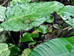 Tarnung im Regenwald